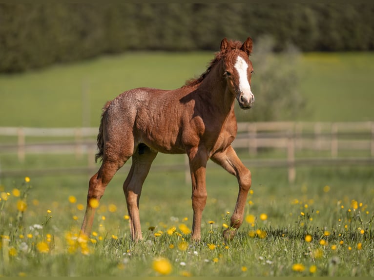 Deutsches Reitpony Hengst 1 Jahr Rotschimmel in Nusplingen