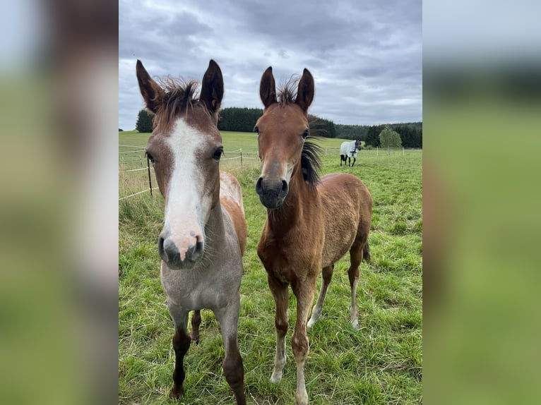 Deutsches Reitpony Hengst 1 Jahr Rotschimmel in Nusplingen