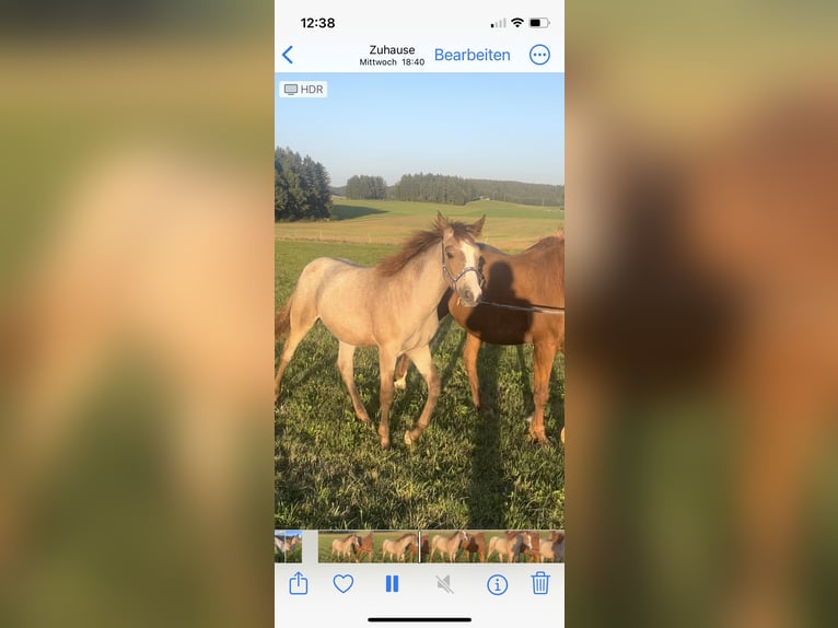 Deutsches Reitpony Hengst 1 Jahr Rotschimmel in Nusplingen