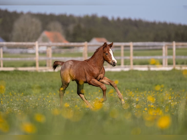 Deutsches Reitpony Hengst 1 Jahr Rotschimmel in Nusplingen