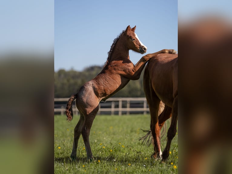 Deutsches Reitpony Hengst 1 Jahr Rotschimmel in Nusplingen