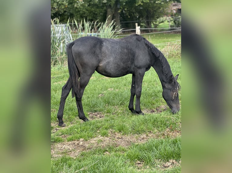 Deutsches Reitpony Hengst 1 Jahr Schimmel in Blomberg