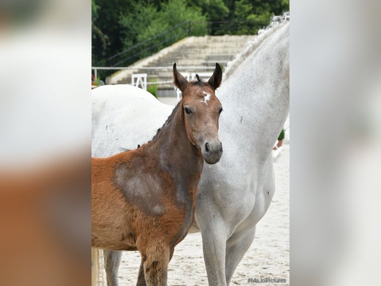 Deutsches Reitpony Hengst 1 Jahr Schimmel in ChüdenSalzwedel