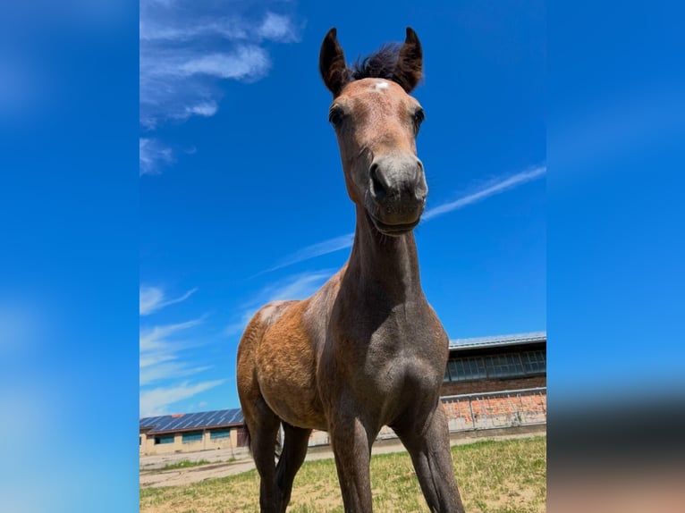 Deutsches Reitpony Hengst 1 Jahr Schimmel in ChüdenSalzwedel