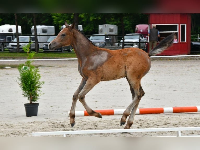 Deutsches Reitpony Hengst 1 Jahr Schimmel in ChüdenSalzwedel