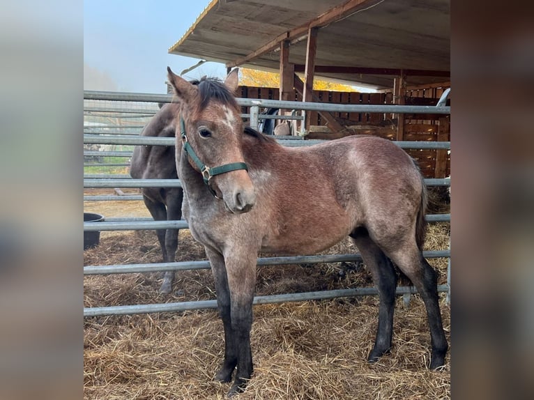 Deutsches Reitpony Hengst 1 Jahr Schimmel in Salzwedel