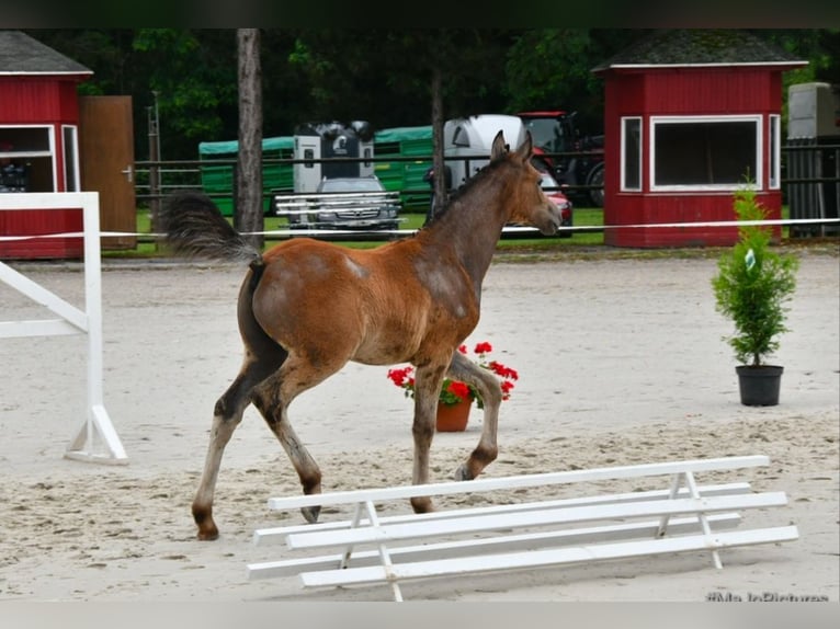 Deutsches Reitpony Hengst 1 Jahr Schimmel in Salzwedel