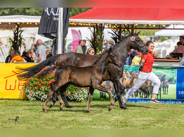 Deutsches Reitpony Hengst 1 Jahr Schwarzbrauner in Ganderkesee