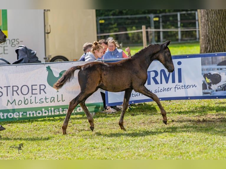 Deutsches Reitpony Hengst 1 Jahr Schwarzbrauner in Ganderkesee