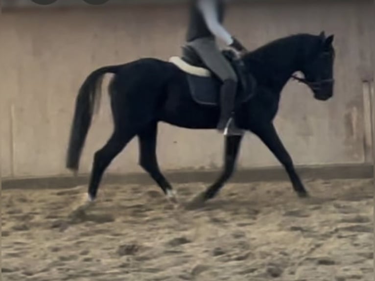 Deutsches Reitpony Hengst 20 Jahre 152 cm Schwarzbrauner in Wildeshausen