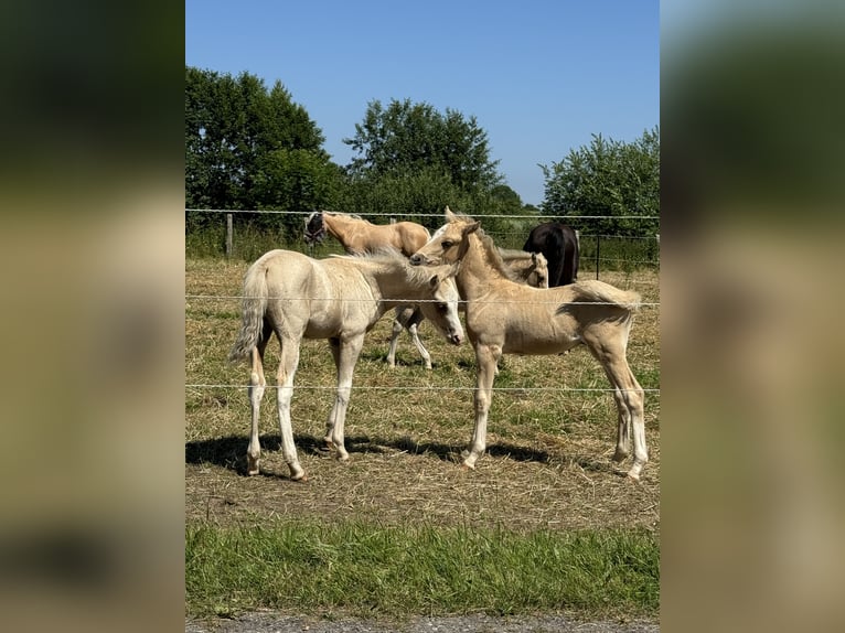 Deutsches Reitpony Hengst 2 Jahre 102 cm Palomino in Stakendorf