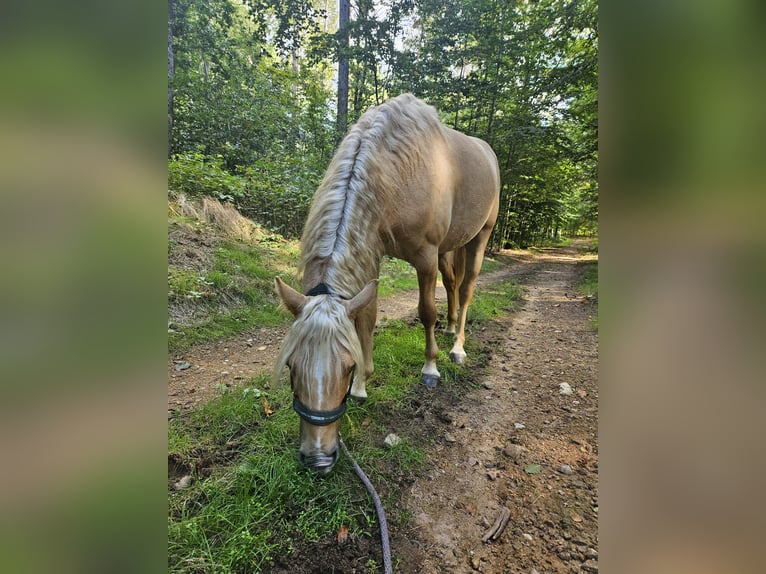 Deutsches Reitpony Hengst 2 Jahre 136 cm Palomino in Moritzburg