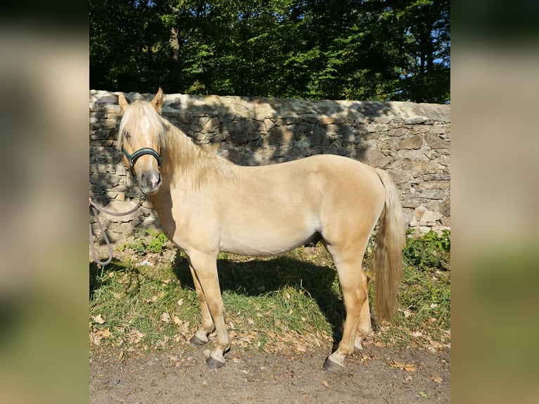 Deutsches Reitpony Hengst 2 Jahre 136 cm Palomino in Moritzburg