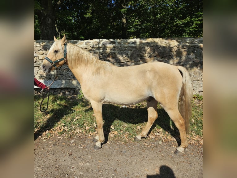 Deutsches Reitpony Hengst 2 Jahre 136 cm Palomino in Moritzburg