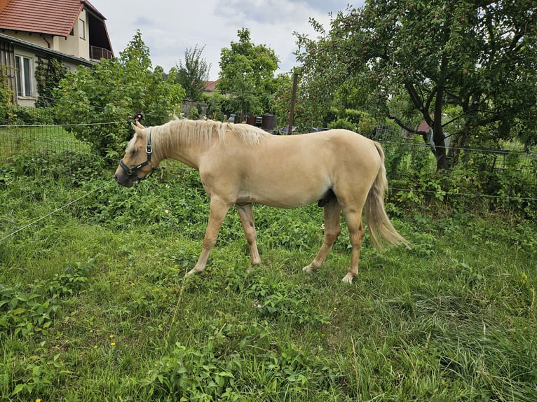 Deutsches Reitpony Hengst 2 Jahre 136 cm Palomino in Moritzburg
