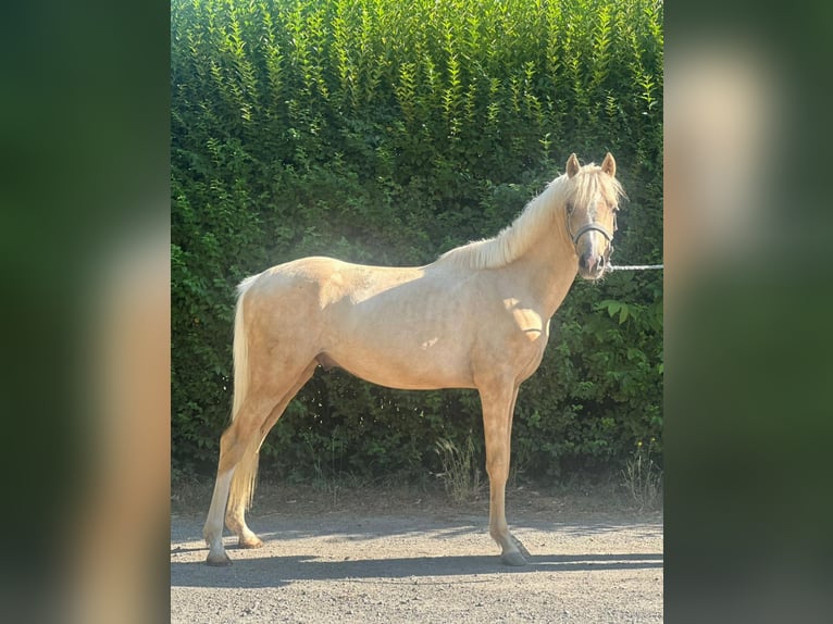 Deutsches Reitpony Hengst 2 Jahre 137 cm Palomino in M&#xF6;nchengladbach