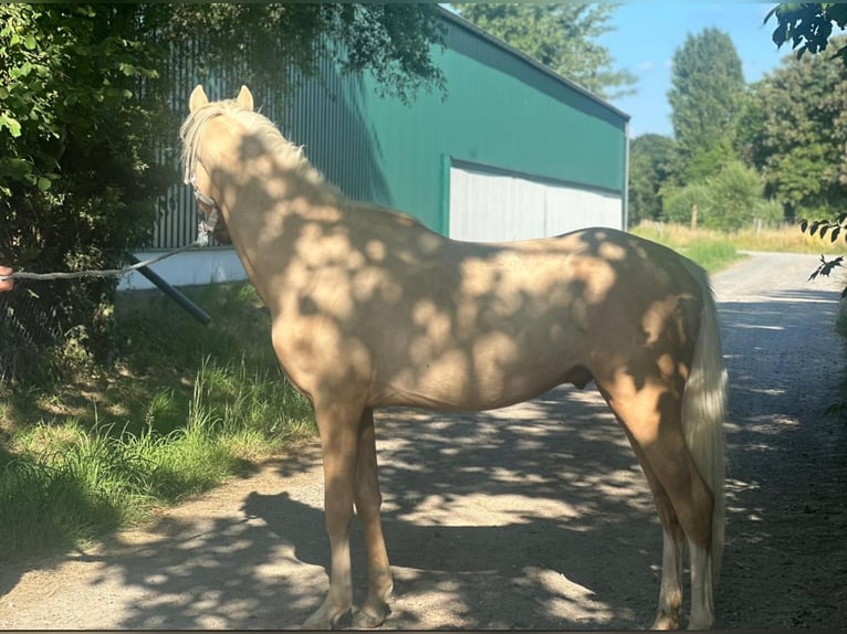 Deutsches Reitpony Hengst 2 Jahre 137 cm Palomino in M&#xF6;nchengladbach