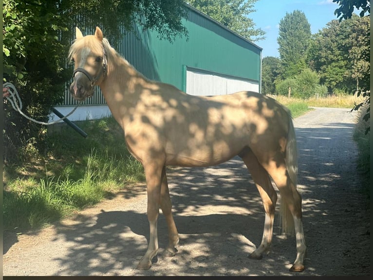 Deutsches Reitpony Hengst 2 Jahre 137 cm Palomino in M&#xF6;nchengladbach