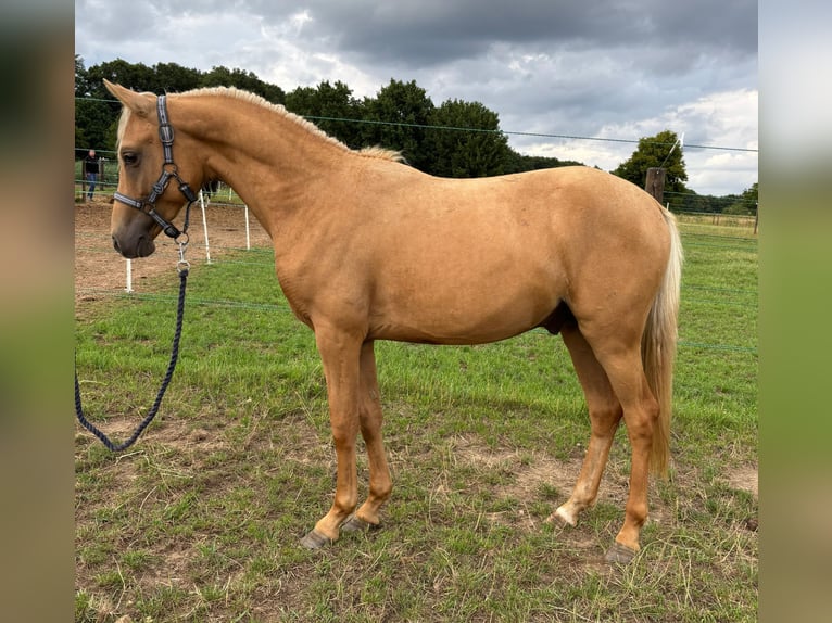 Deutsches Reitpony Hengst 2 Jahre 137 cm Palomino in Posterholt