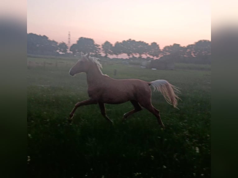 Deutsches Reitpony Hengst 2 Jahre 137 cm Palomino in Posterholt