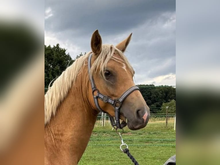 Deutsches Reitpony Hengst 2 Jahre 137 cm Palomino in Posterholt