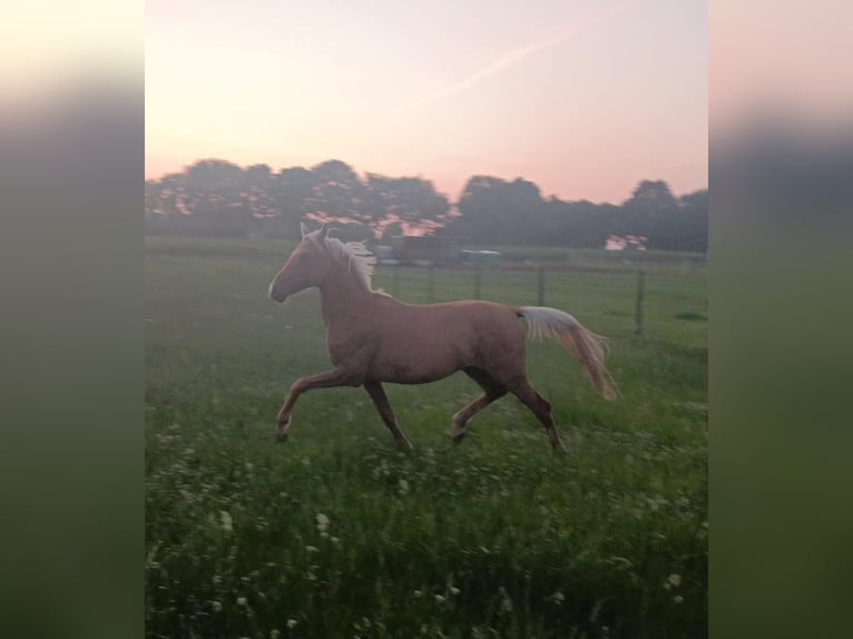 Deutsches Reitpony Hengst 2 Jahre 137 cm Palomino in Posterholt