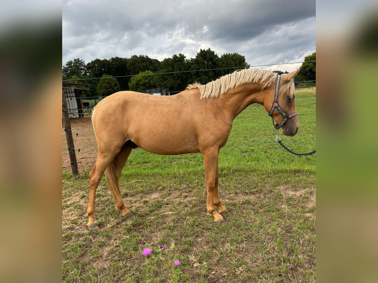 Deutsches Reitpony Hengst 2 Jahre 137 cm Palomino in Posterholt