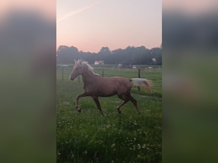 Deutsches Reitpony Hengst 2 Jahre 137 cm Palomino in Posterholt