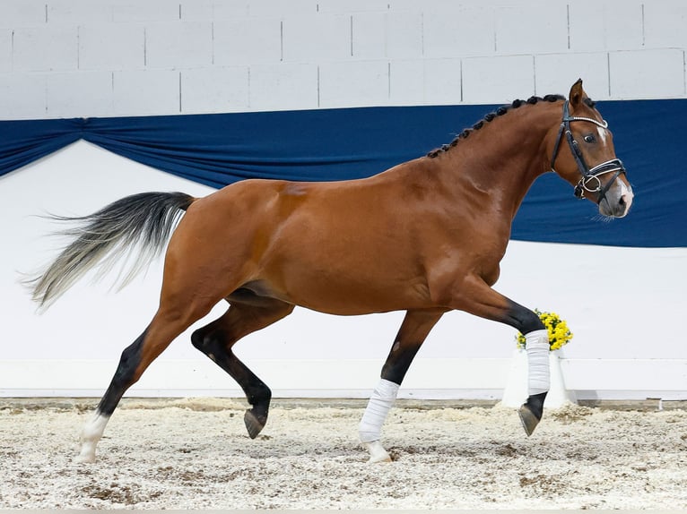 Deutsches Reitpony Hengst 2 Jahre 138 cm Brauner in Marsberg