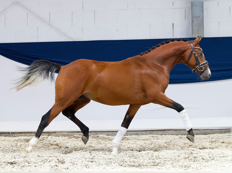 Deutsches Reitpony Hengst 2 Jahre 138 cm Brauner in Marsberg