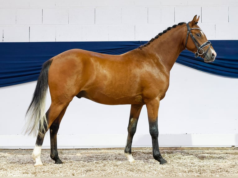 Deutsches Reitpony Hengst 2 Jahre 138 cm Brauner in Marsberg