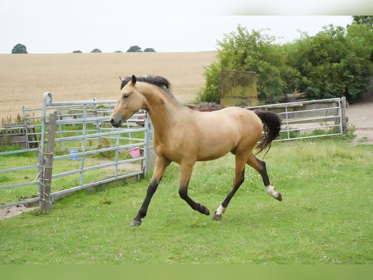 Deutsches Reitpony Hengst 2 Jahre 138 cm Buckskin in Damp