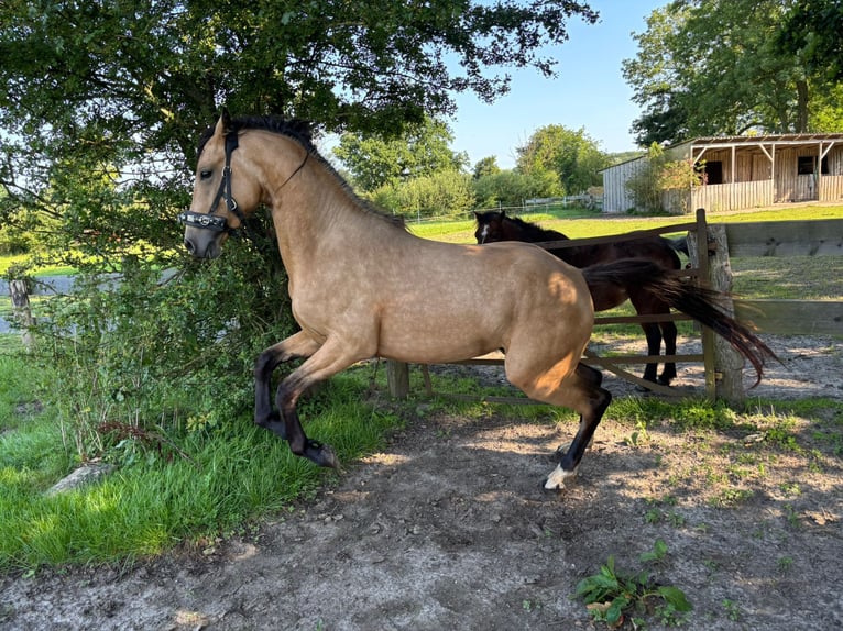 Deutsches Reitpony Hengst 2 Jahre 138 cm Buckskin in Damp
