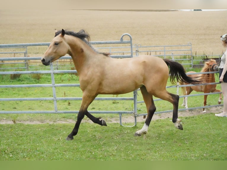 Deutsches Reitpony Hengst 2 Jahre 138 cm Buckskin in Damp