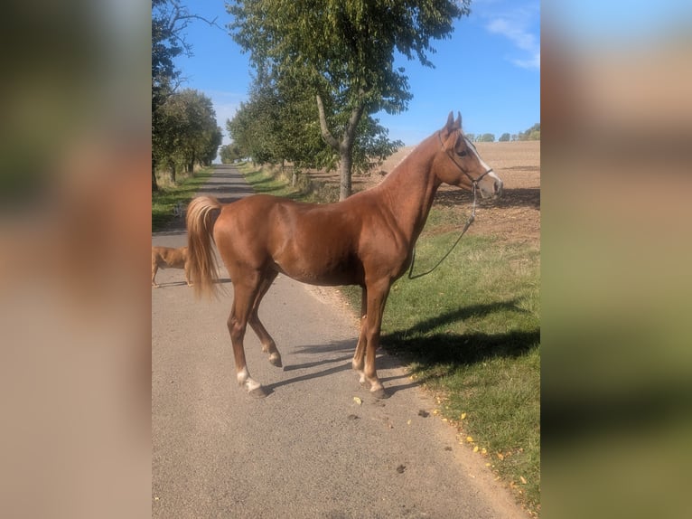 Deutsches Reitpony Mix Hengst 2 Jahre 138 cm Fuchs in Kirchworbis