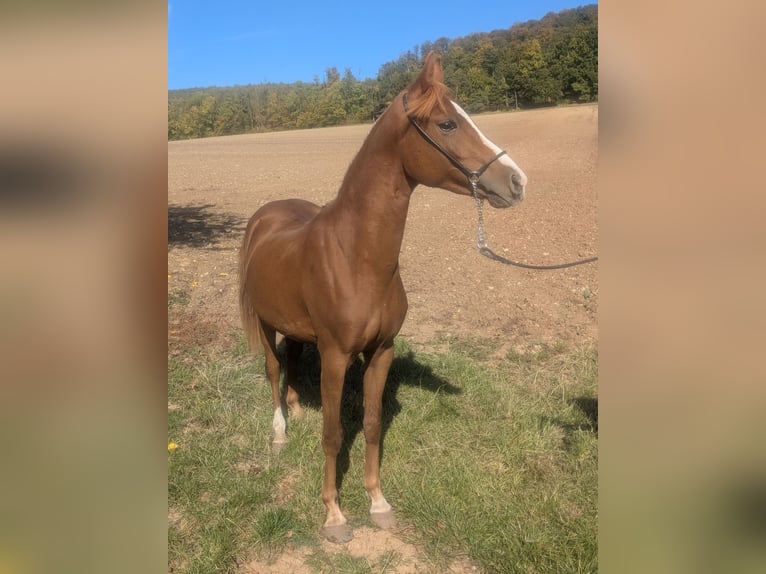 Deutsches Reitpony Mix Hengst 2 Jahre 138 cm Fuchs in Kirchworbis