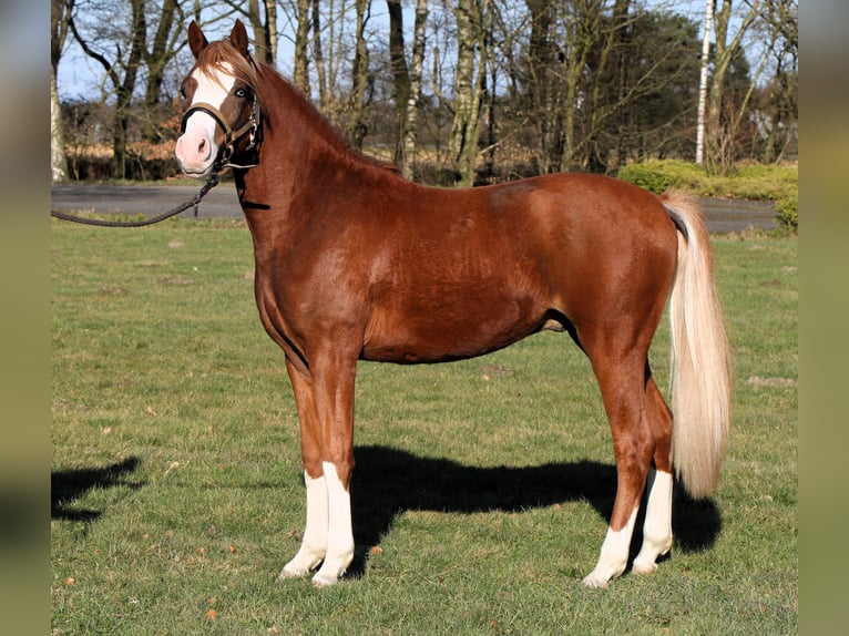 Deutsches Reitpony Hengst 2 Jahre 139 cm Fuchs in Rehburg-Loccum M&#xFC;nchehagen