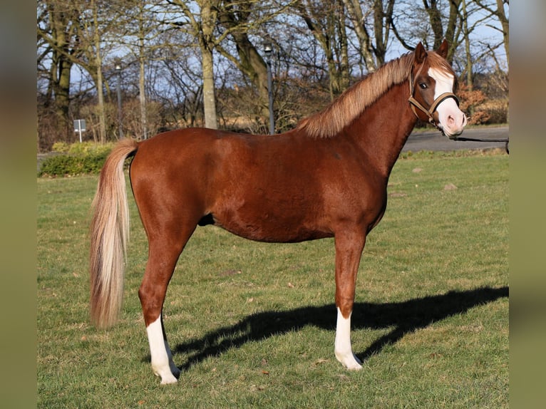 Deutsches Reitpony Hengst 2 Jahre 139 cm Fuchs in Rehburg-Loccum M&#xFC;nchehagen