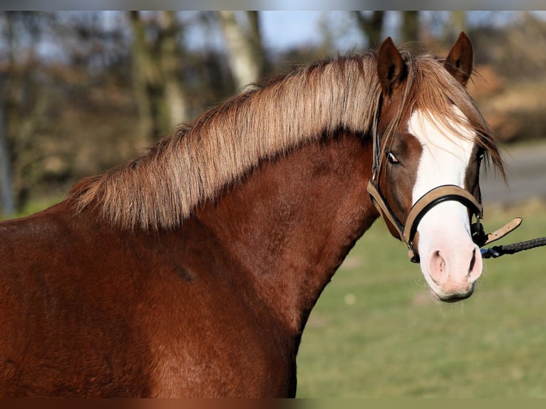 Deutsches Reitpony Hengst 2 Jahre 139 cm Fuchs in Rehburg-Loccum M&#xFC;nchehagen