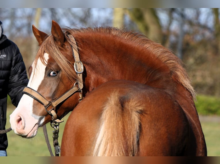 Deutsches Reitpony Hengst 2 Jahre 139 cm Fuchs in Rehburg-Loccum M&#xFC;nchehagen