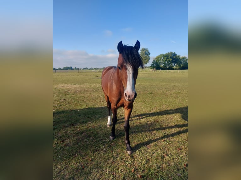 Deutsches Reitpony Hengst 2 Jahre 140 cm Brauner in Esens