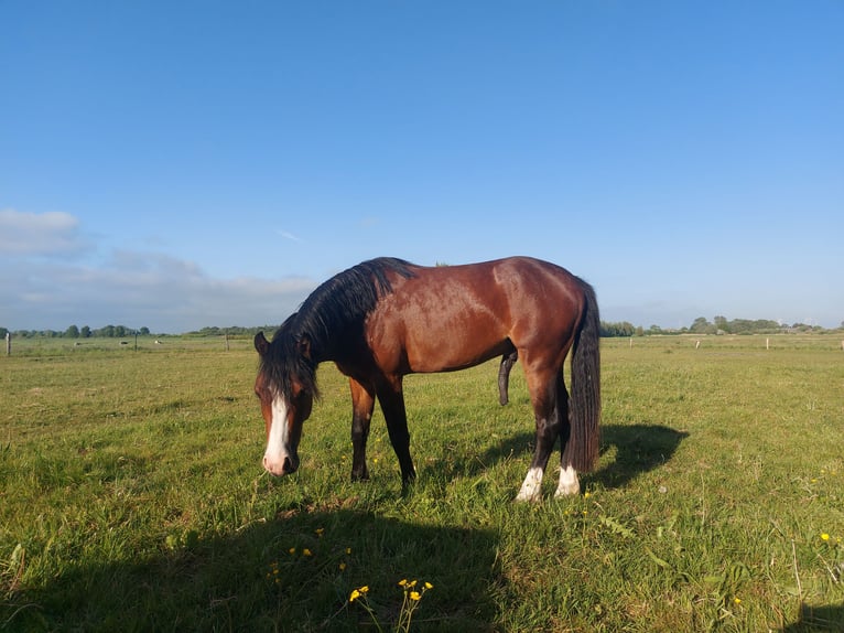Deutsches Reitpony Hengst 2 Jahre 140 cm Brauner in Esens