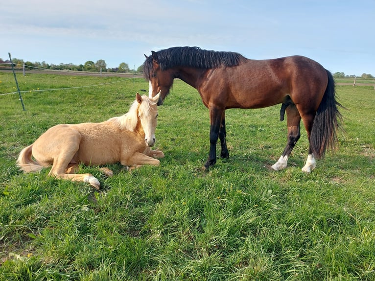 Deutsches Reitpony Hengst 2 Jahre 140 cm Brauner in Esens