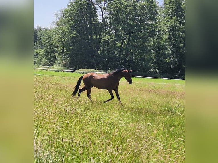 Deutsches Reitpony Hengst 2 Jahre 140 cm in M&#xFC;cke