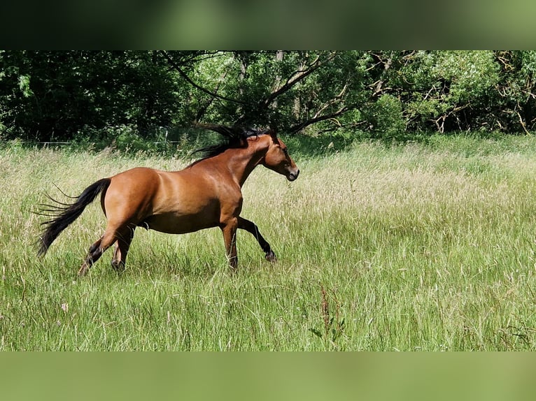 Deutsches Reitpony Hengst 2 Jahre 140 cm in M&#xFC;cke