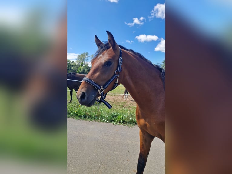 Deutsches Reitpony Hengst 2 Jahre 140 cm in M&#xFC;cke