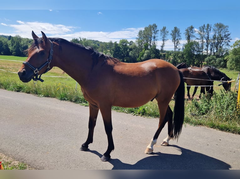 Deutsches Reitpony Hengst 2 Jahre 140 cm in M&#xFC;cke