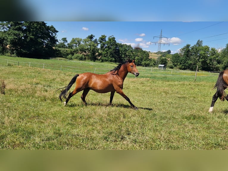 Deutsches Reitpony Hengst 2 Jahre 140 cm in M&#xFC;cke
