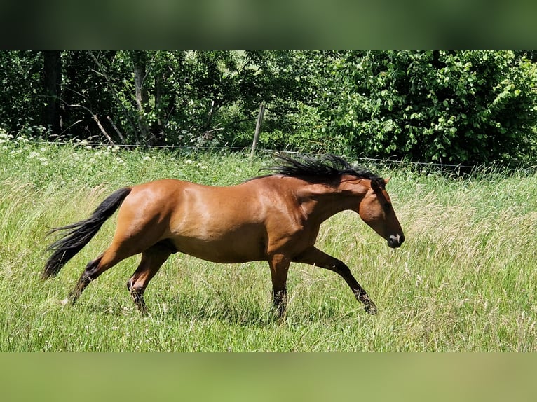 Deutsches Reitpony Hengst 2 Jahre 140 cm in M&#xFC;cke