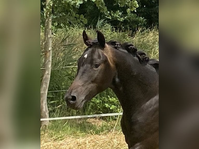 Deutsches Reitpony Hengst 2 Jahre 140 cm Schwarzbrauner in Alfhausen